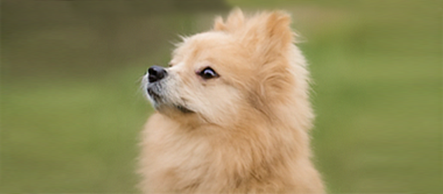 meu cachorro late demais